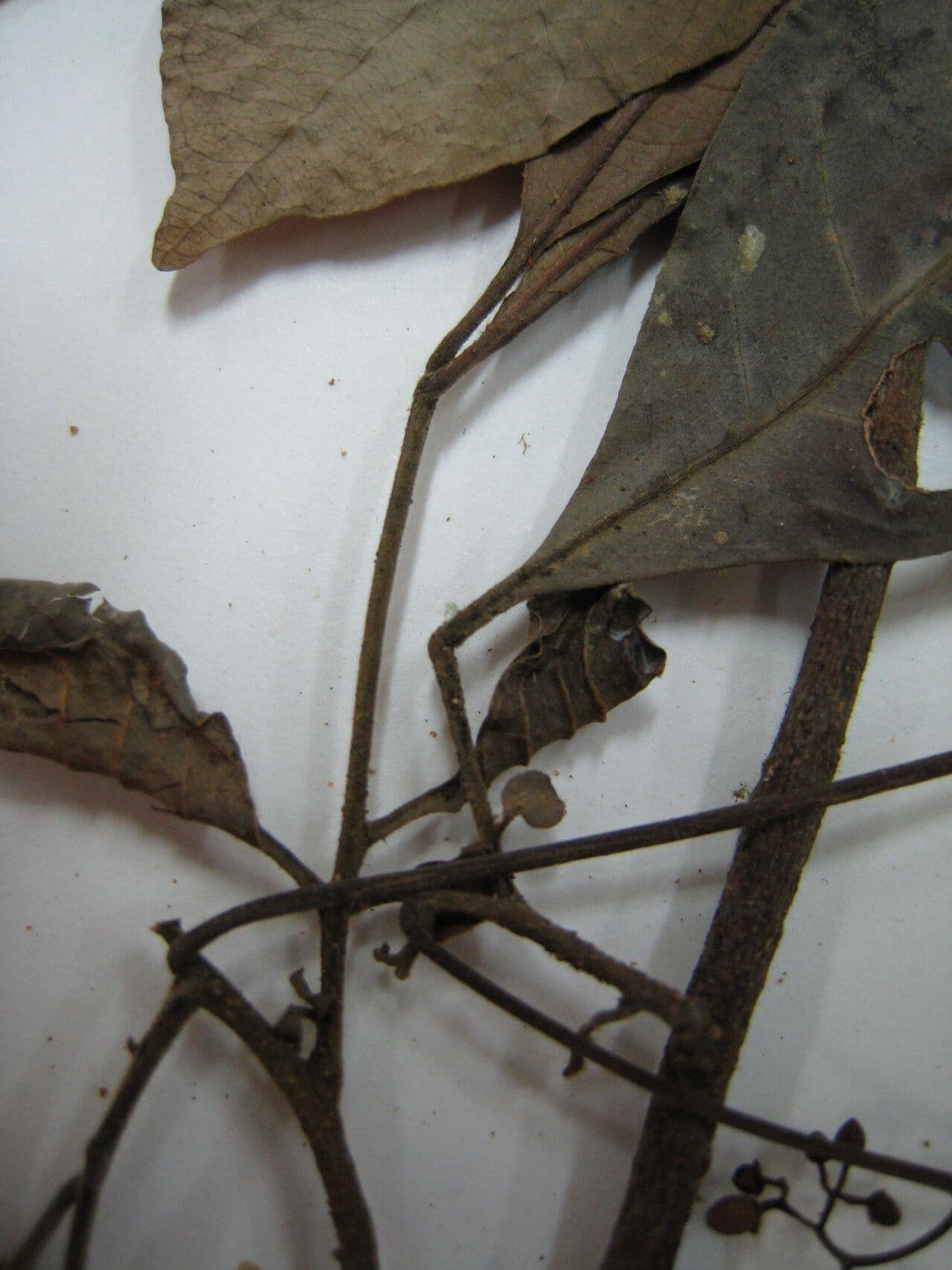 Kleinblütige Trichilie 2