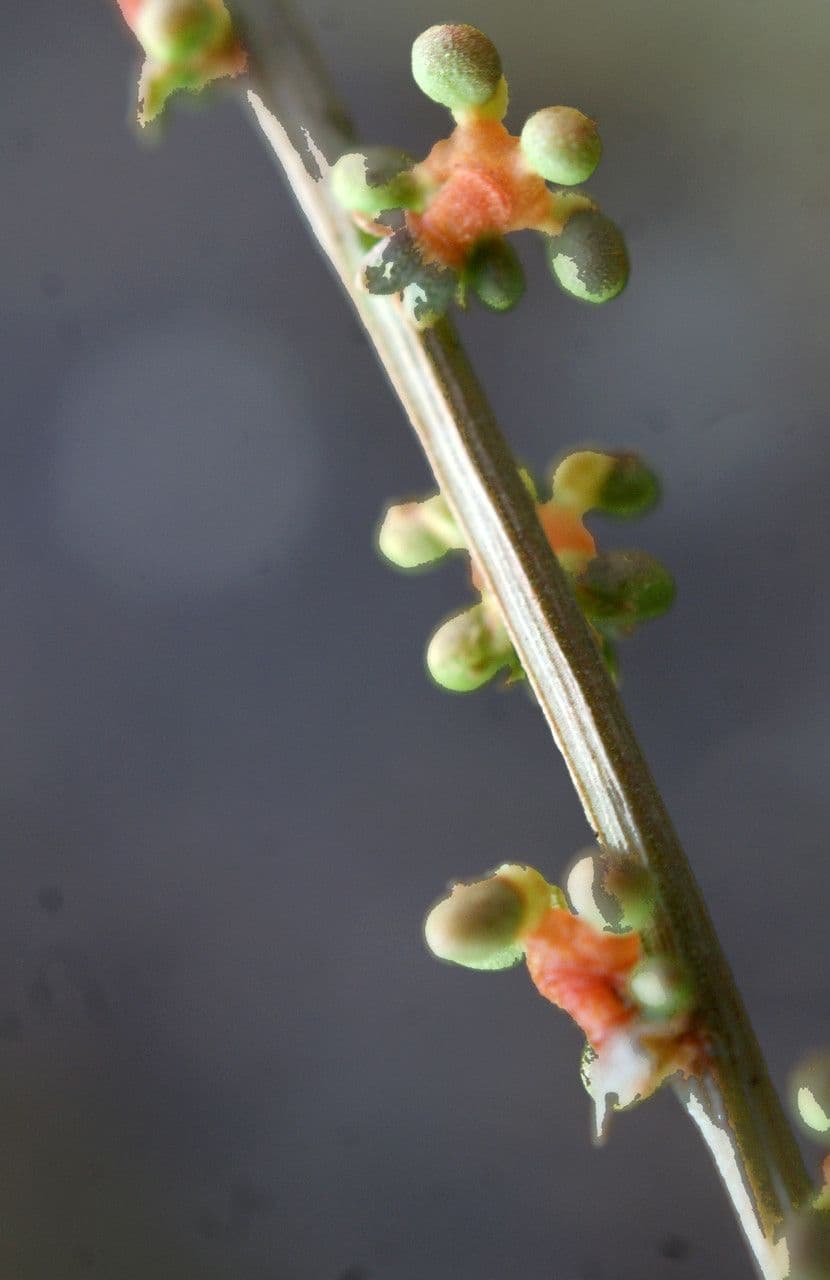 Sesamoides purpurascens 5