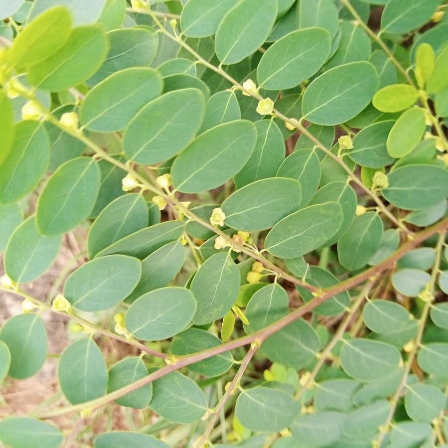 Breynia vitis-idaea 6