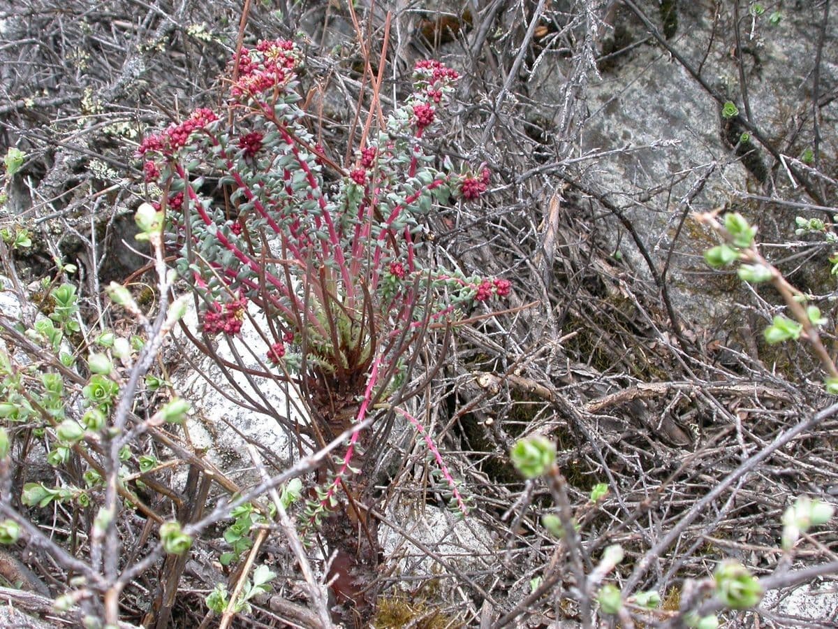 Rodiola 5
