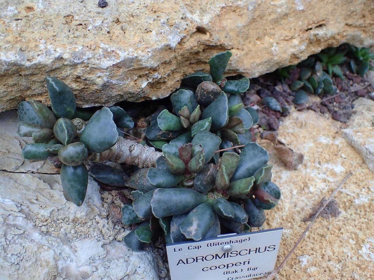 Adromischus 8