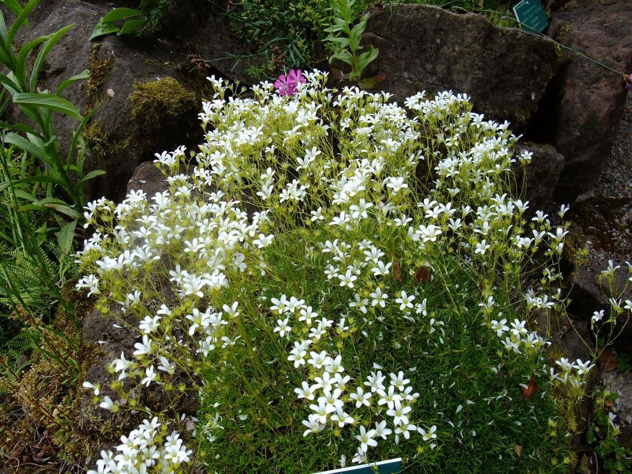 Saxifrage 9