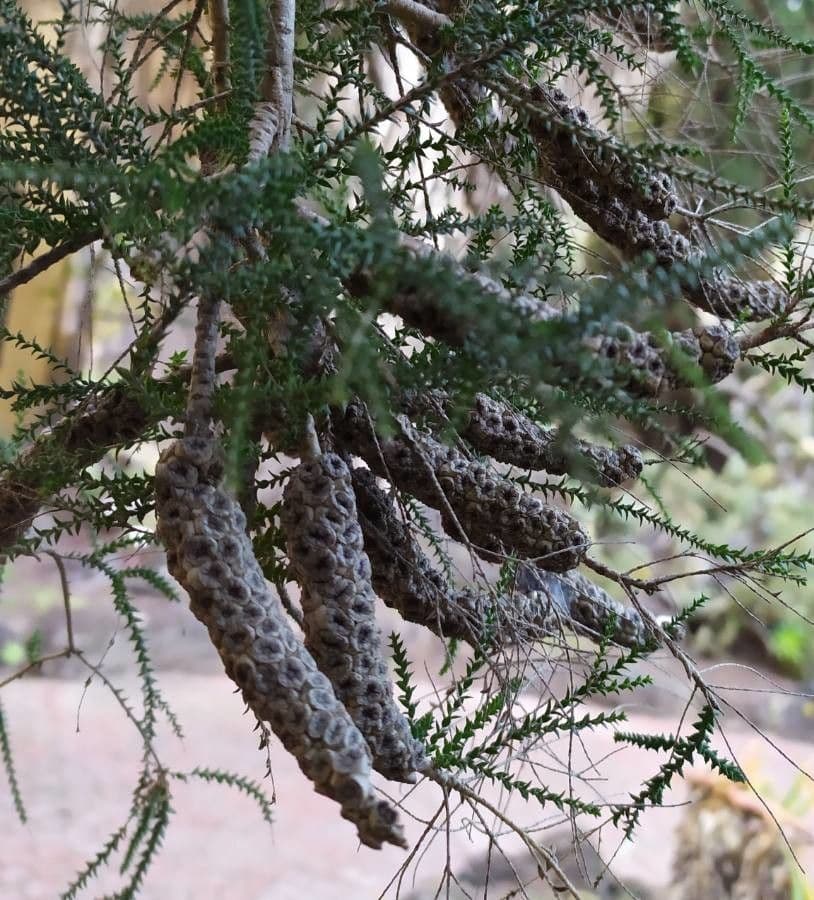 Melaleuca di Hügel