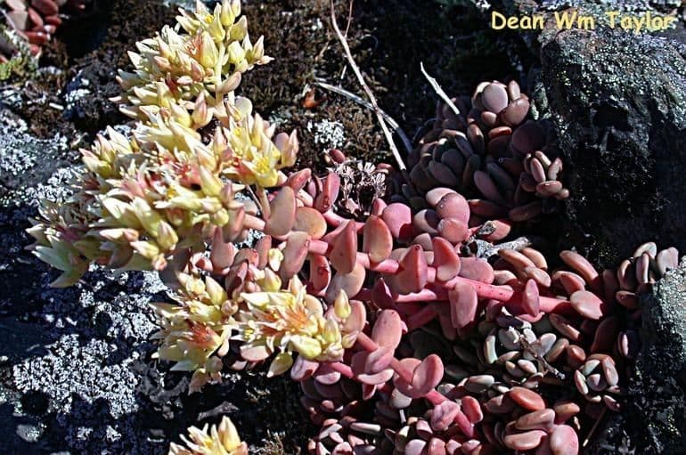 Sedum 9
