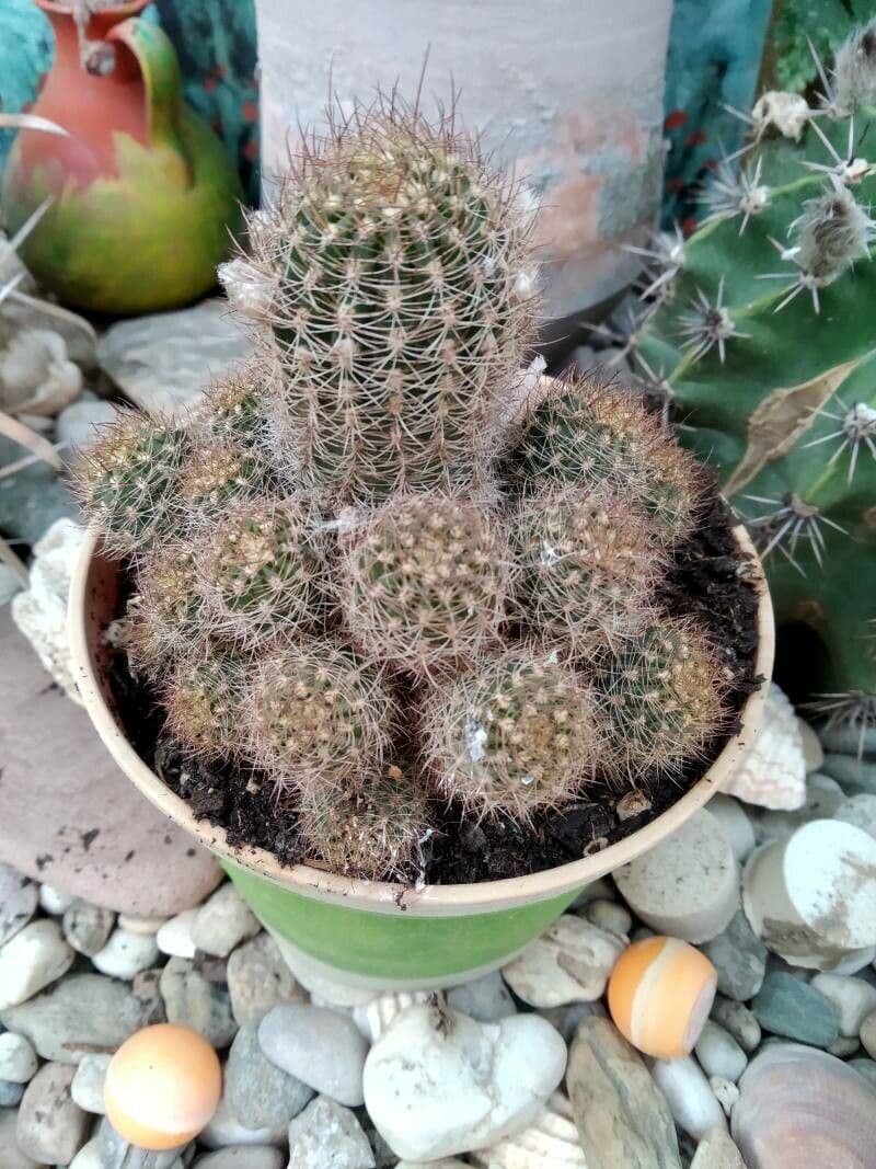 Pygmaeocereus