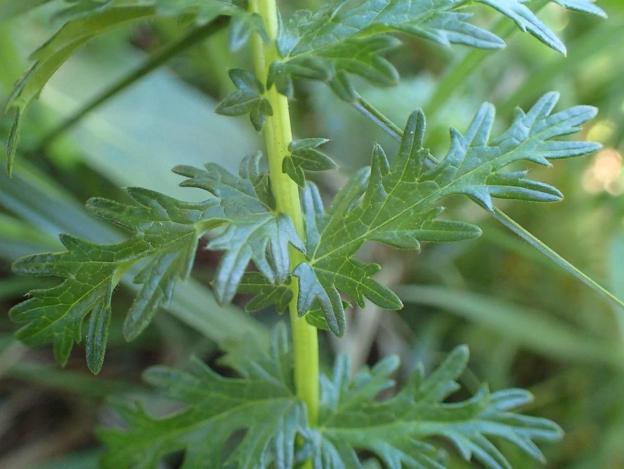 Filipendula comune 24