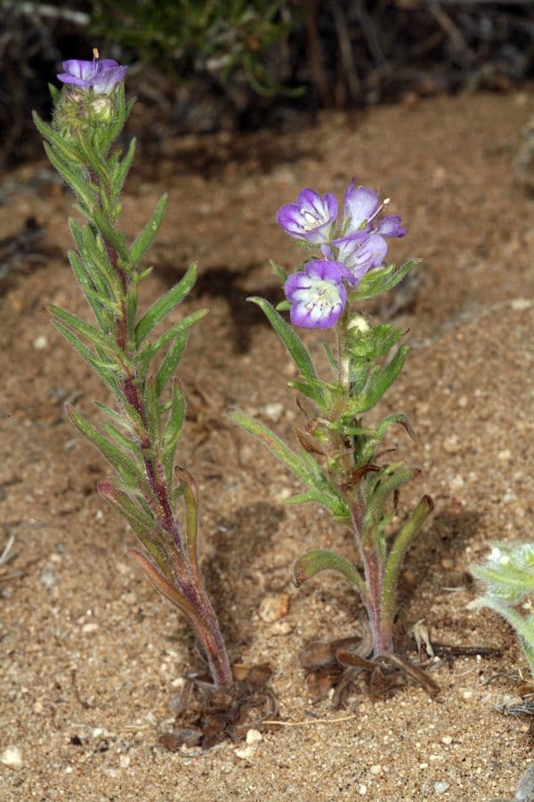 Linear-leaf phacelia 10