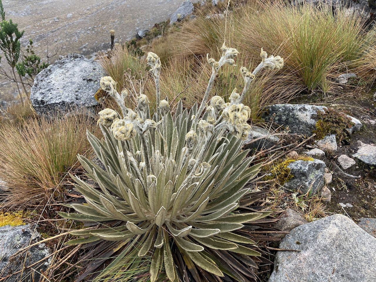 Espeletiopsis 10