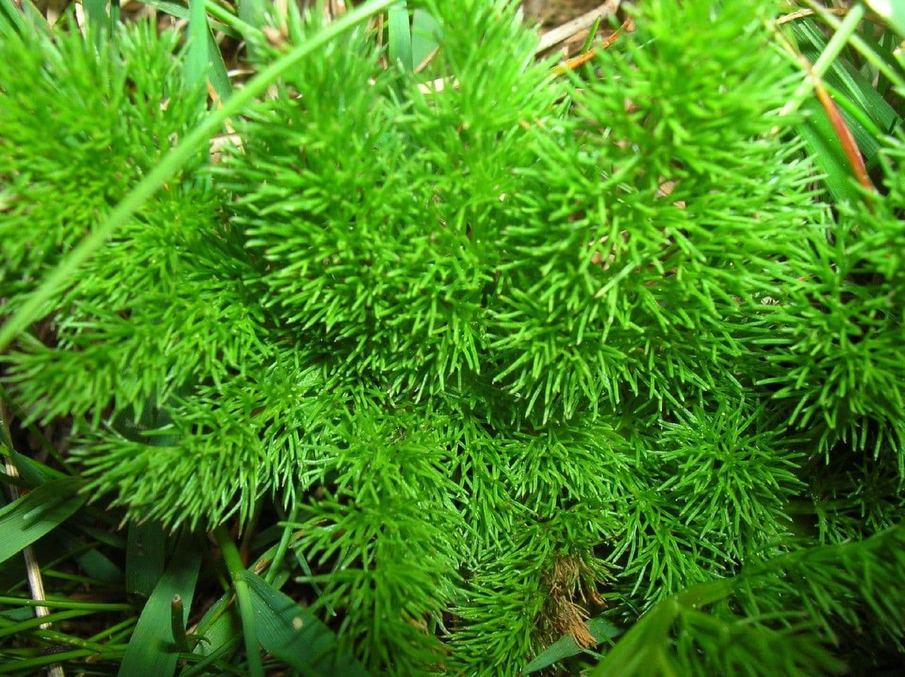 Finocchiella 6
