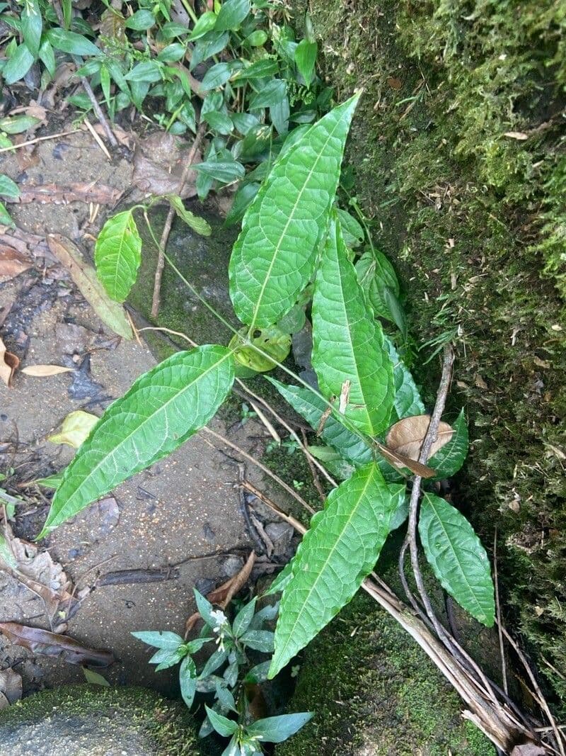 Pavonia arbustiva 8