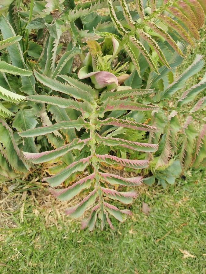 Melianthus maggiore 18