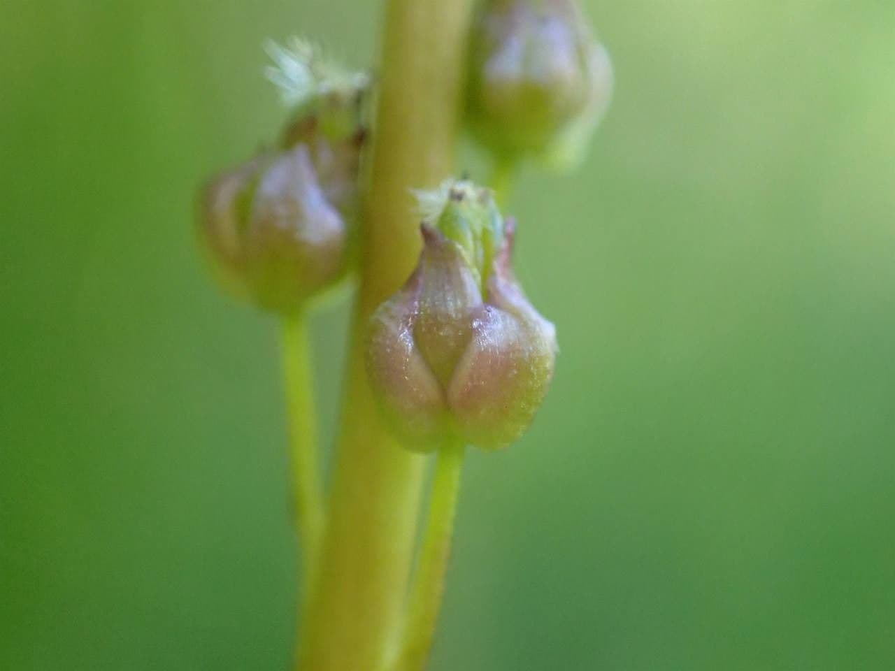 Giuncastrello palustre 22