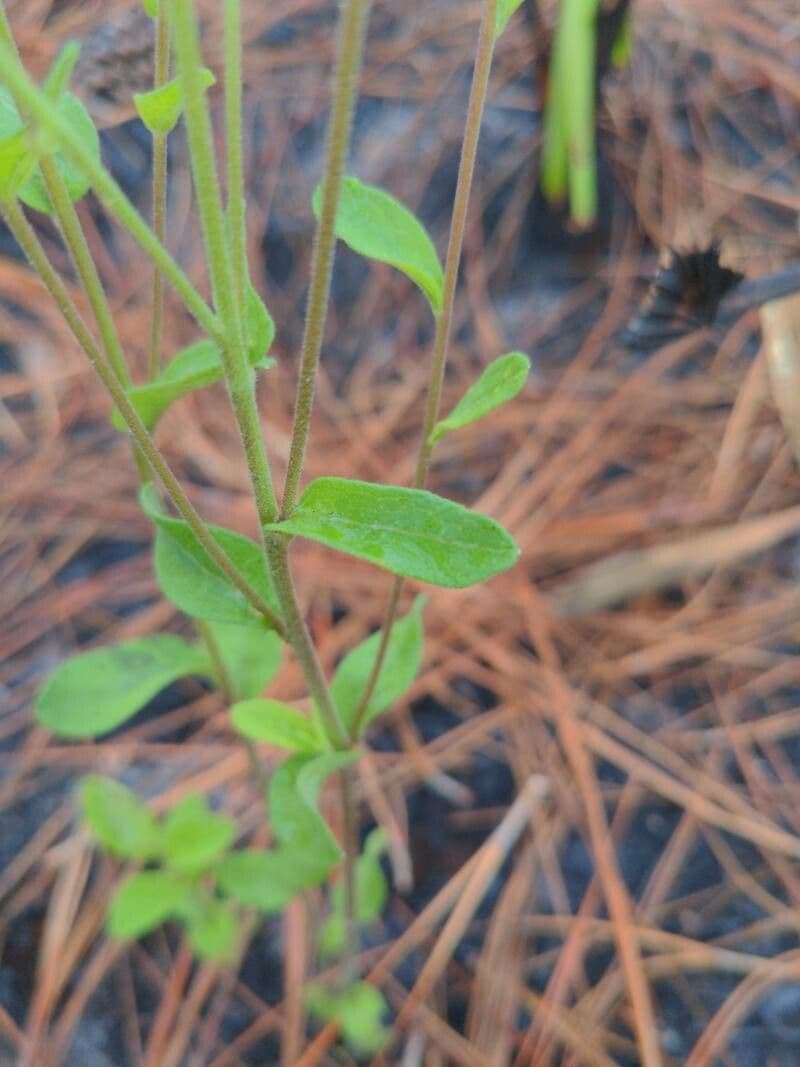 Sericocarpus tortifolius 8