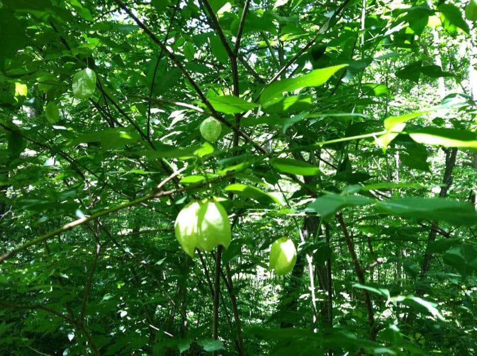 Staphylea trifolia 12