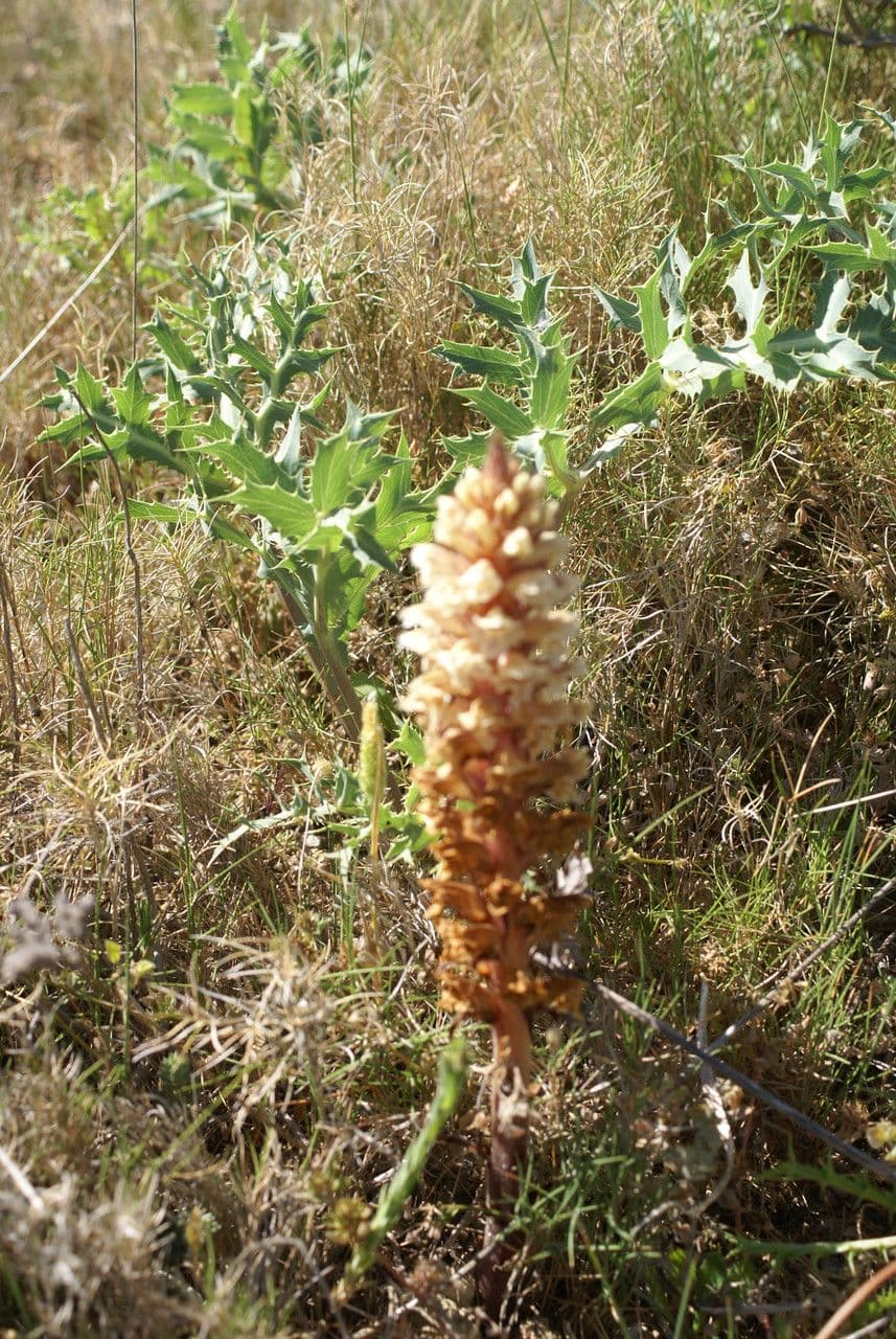 Orobanche amethystea 11