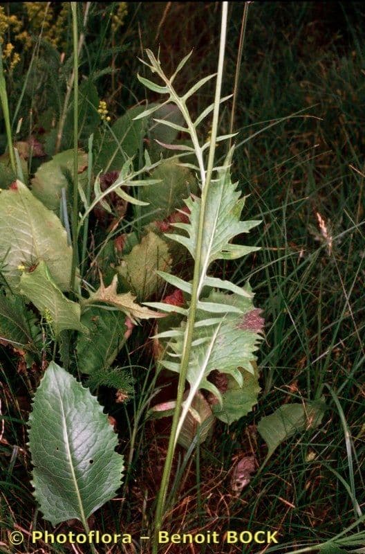 Klasea lycofolia 19