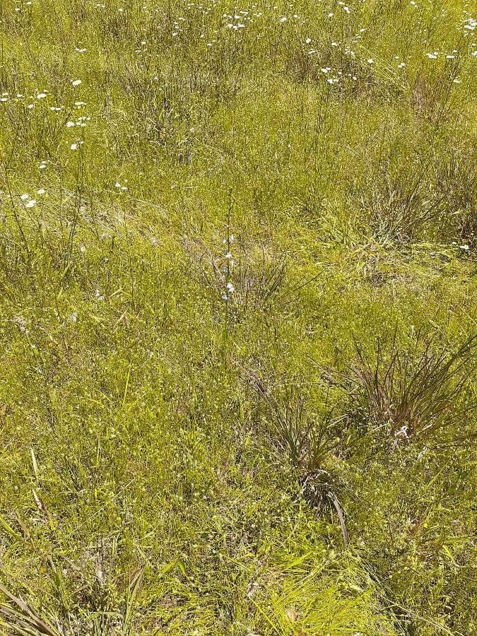 Lobelia spicata 11