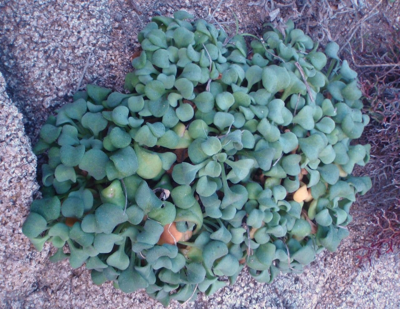 Dickblättriges Gänseblümchen 8