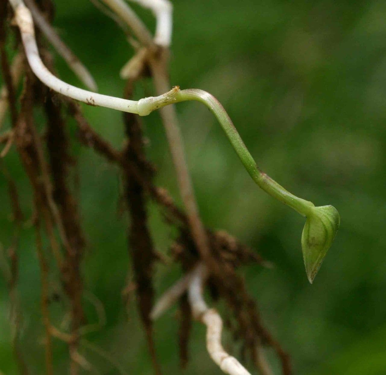 Wegerichblättrige Commelina 7