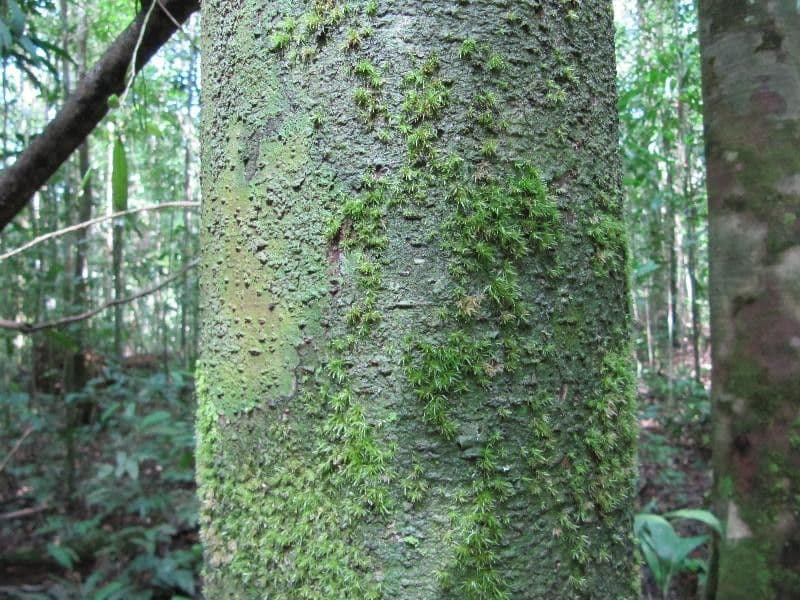 Eperua 3