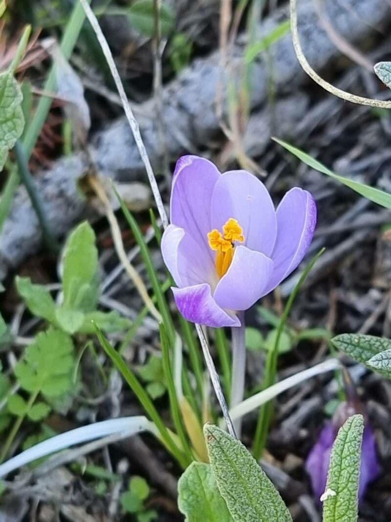 Crocus 3