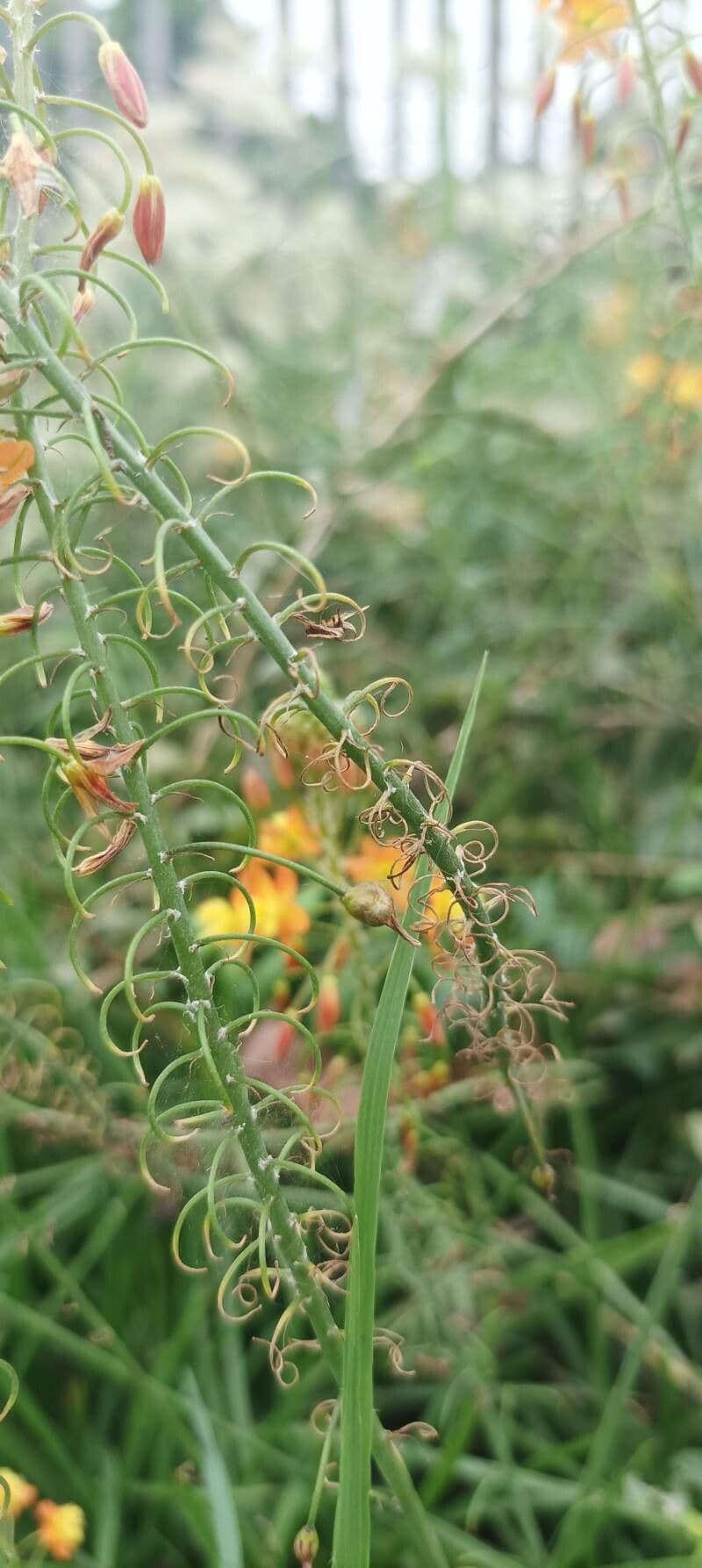 Bulbine arbustiva 2