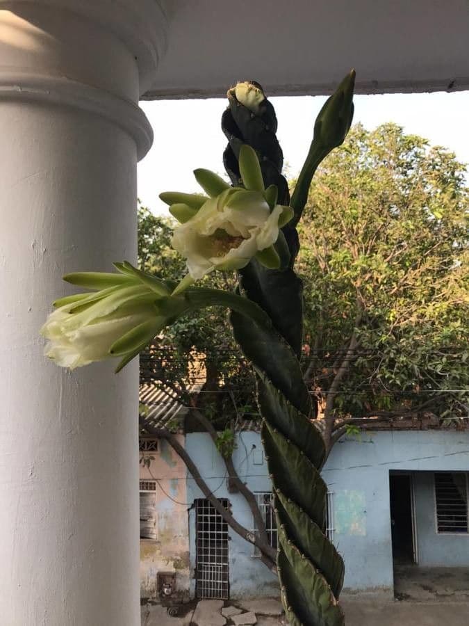 Cactus 6