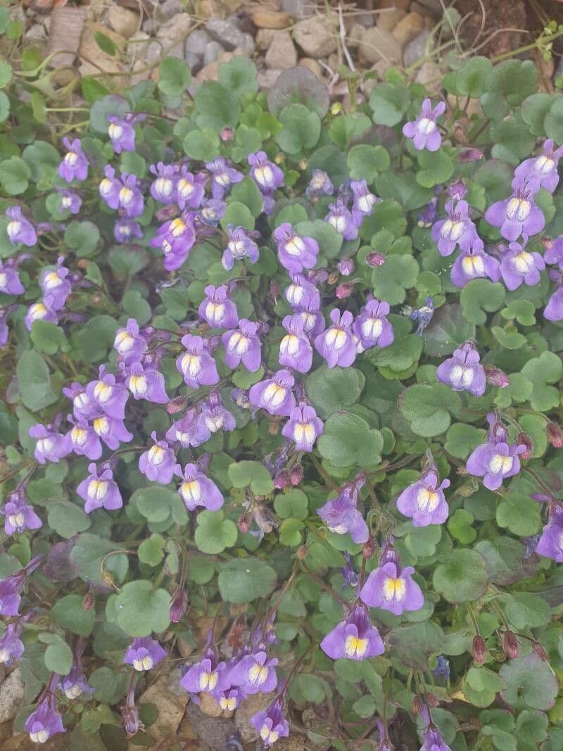 Cymbalaria pallida 5