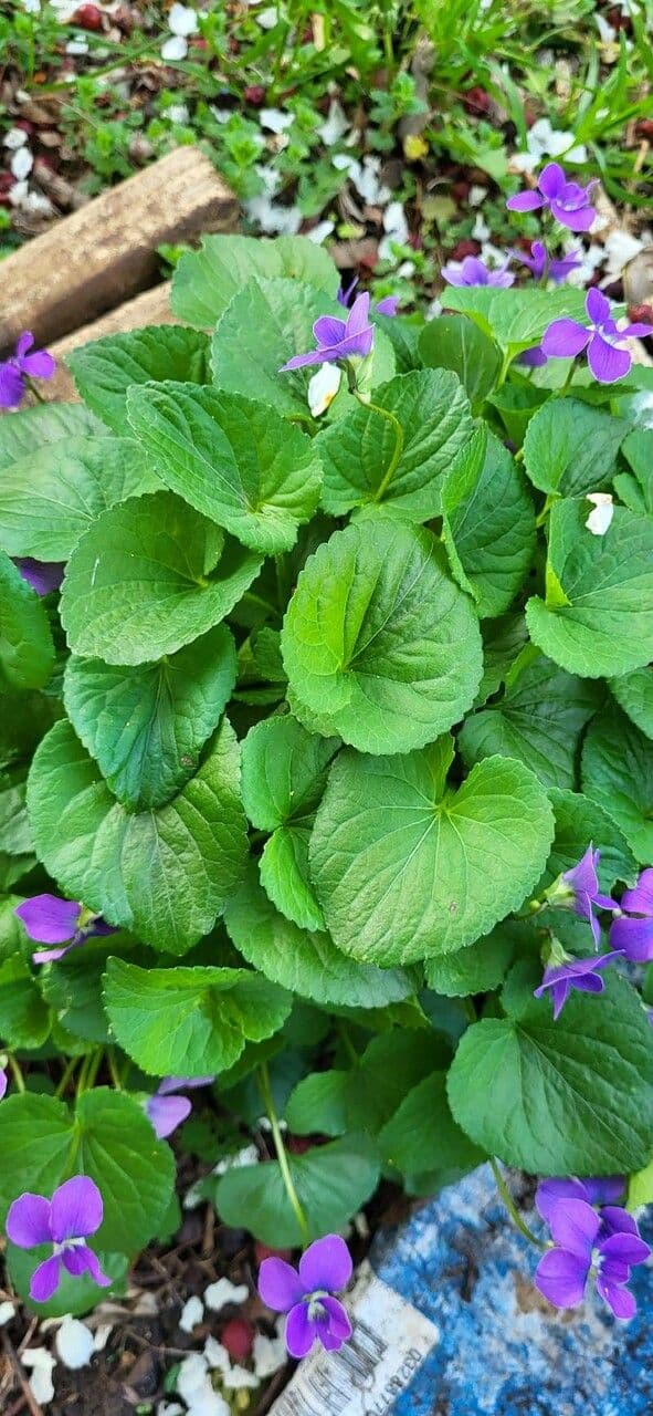 Viola americana 13