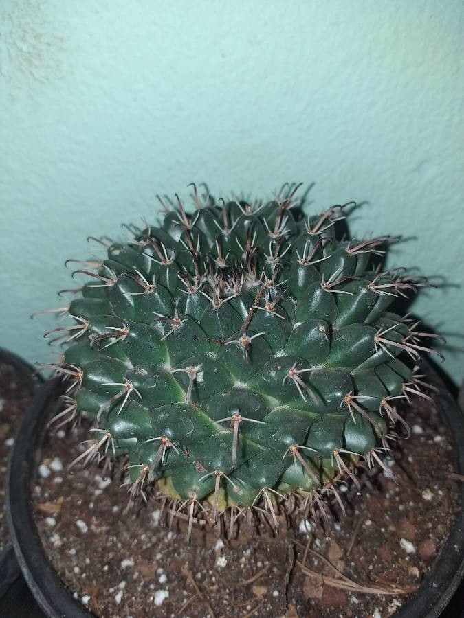 Mammillaria uncinata 10