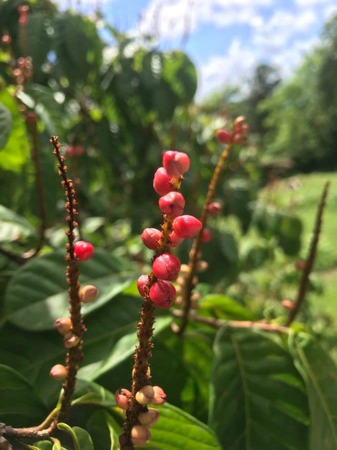 Coccoloba