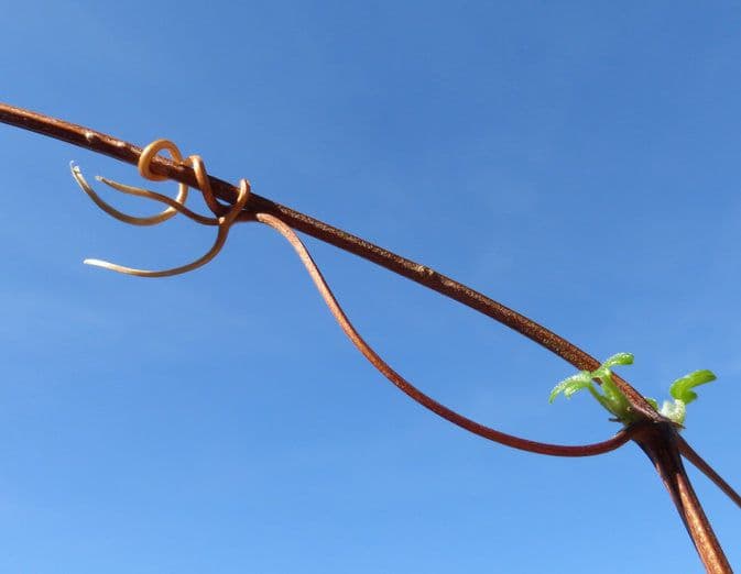 Clematide pipestem 22