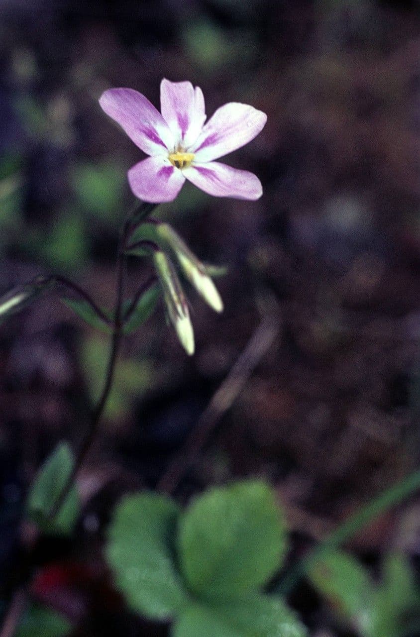 Flogi 5