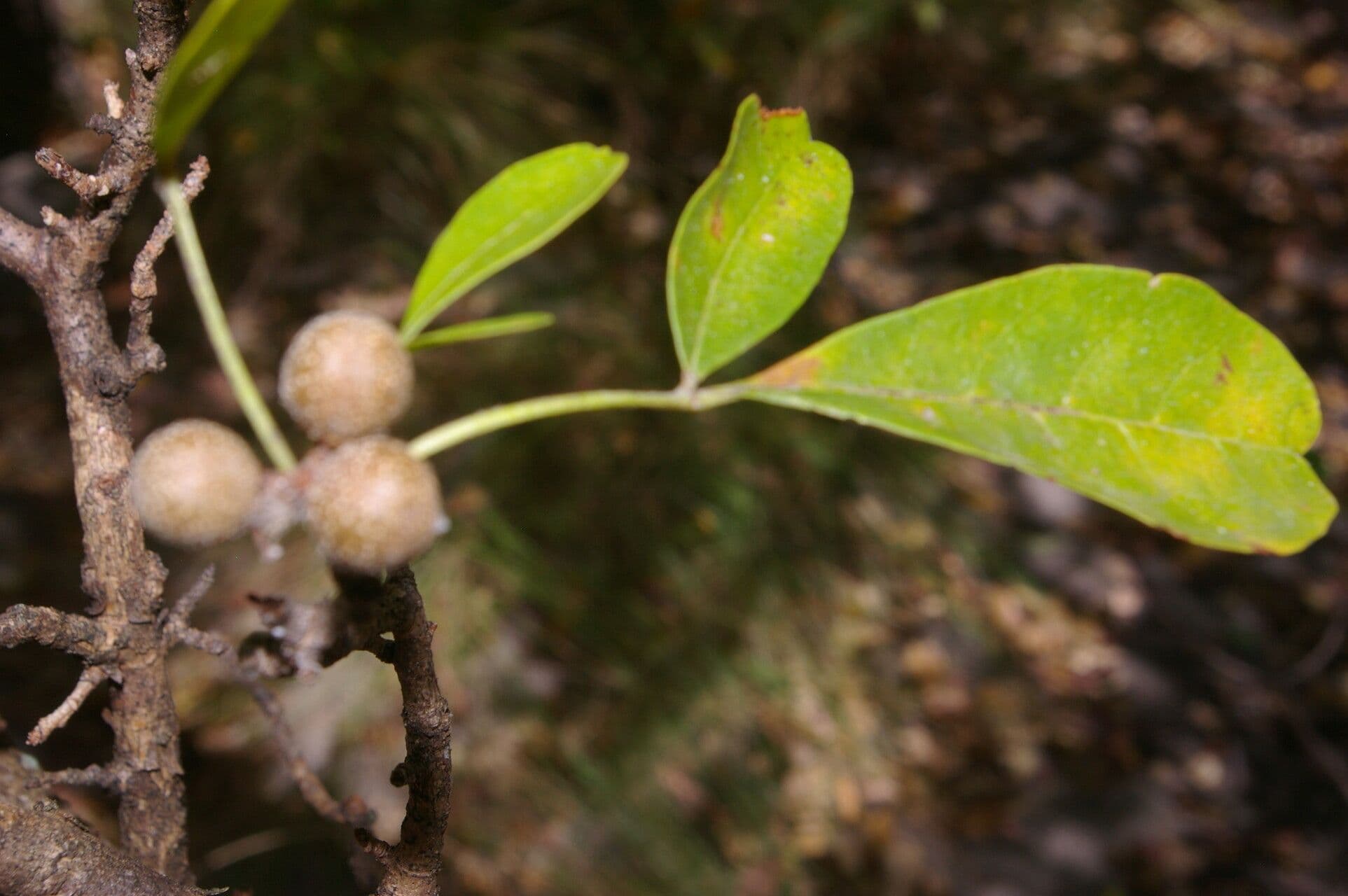 Trichilia 10