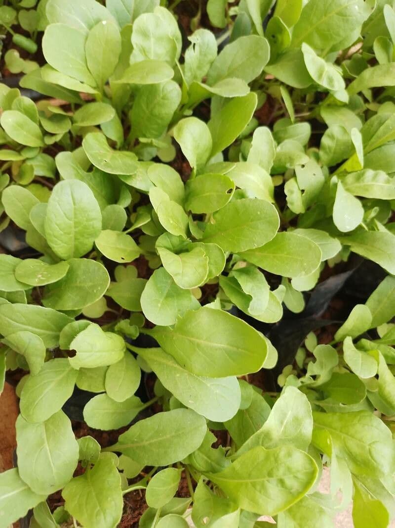 Rucola 20