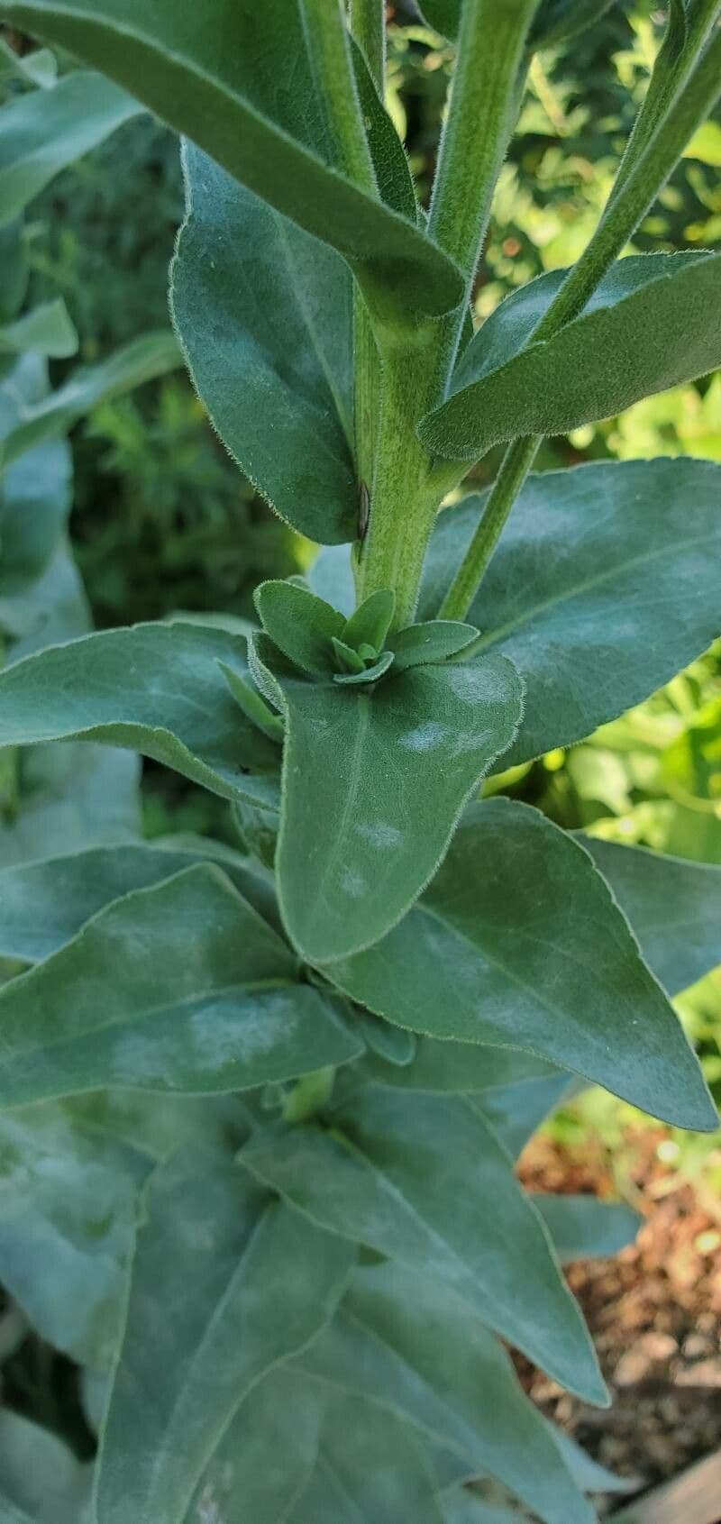 Verga d'oro rigida 14