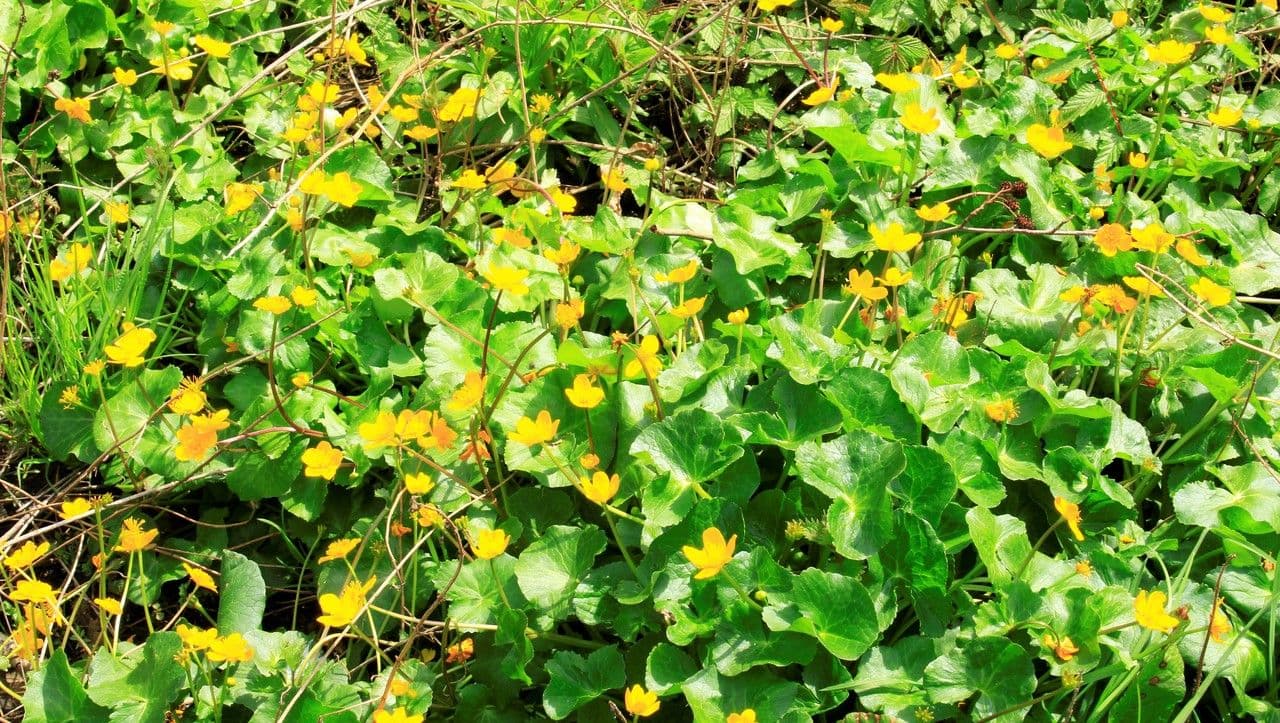 Calta palustre 26