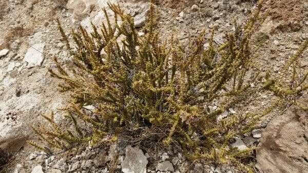 Junellia 10