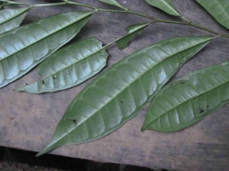 Vantanea 5