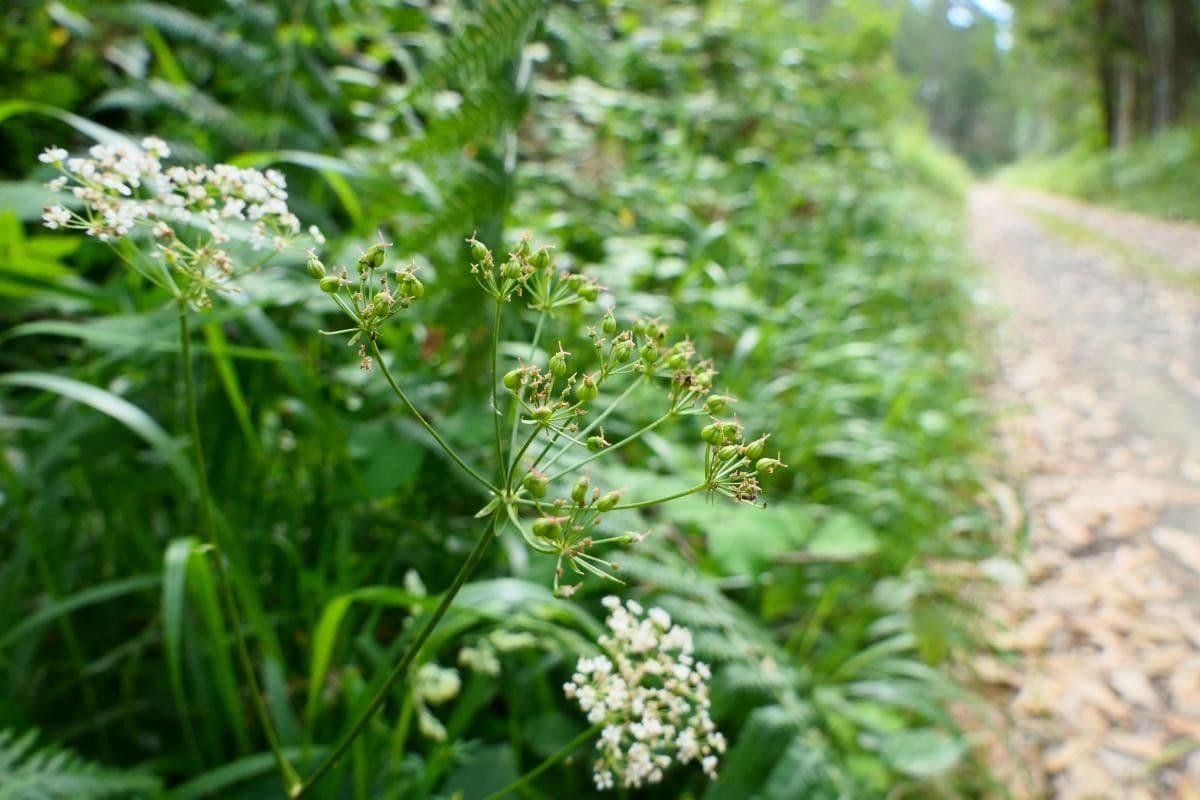 Physospermum della Cornovaglia 3