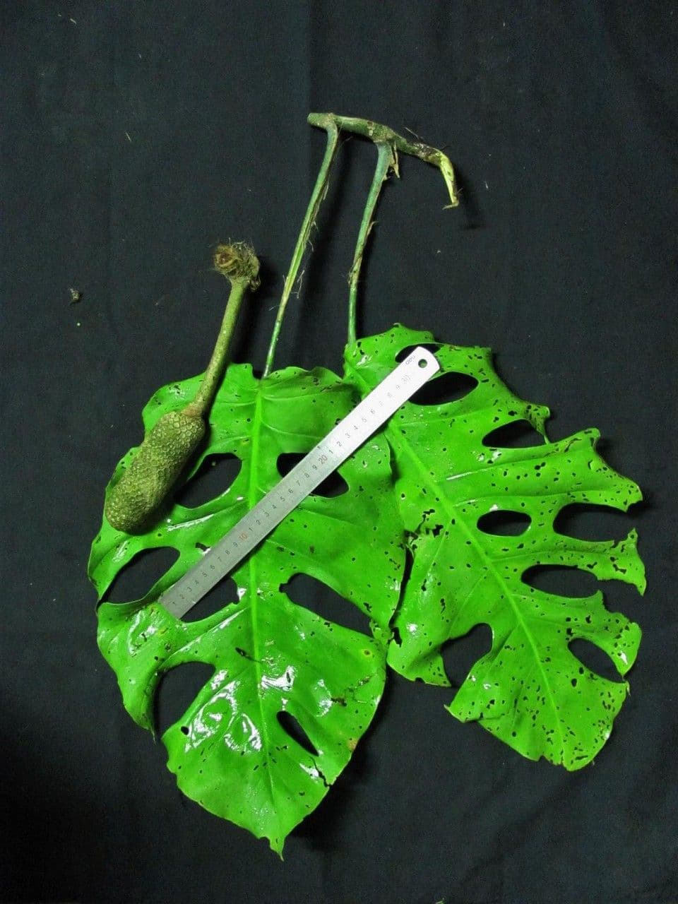Monstera 9