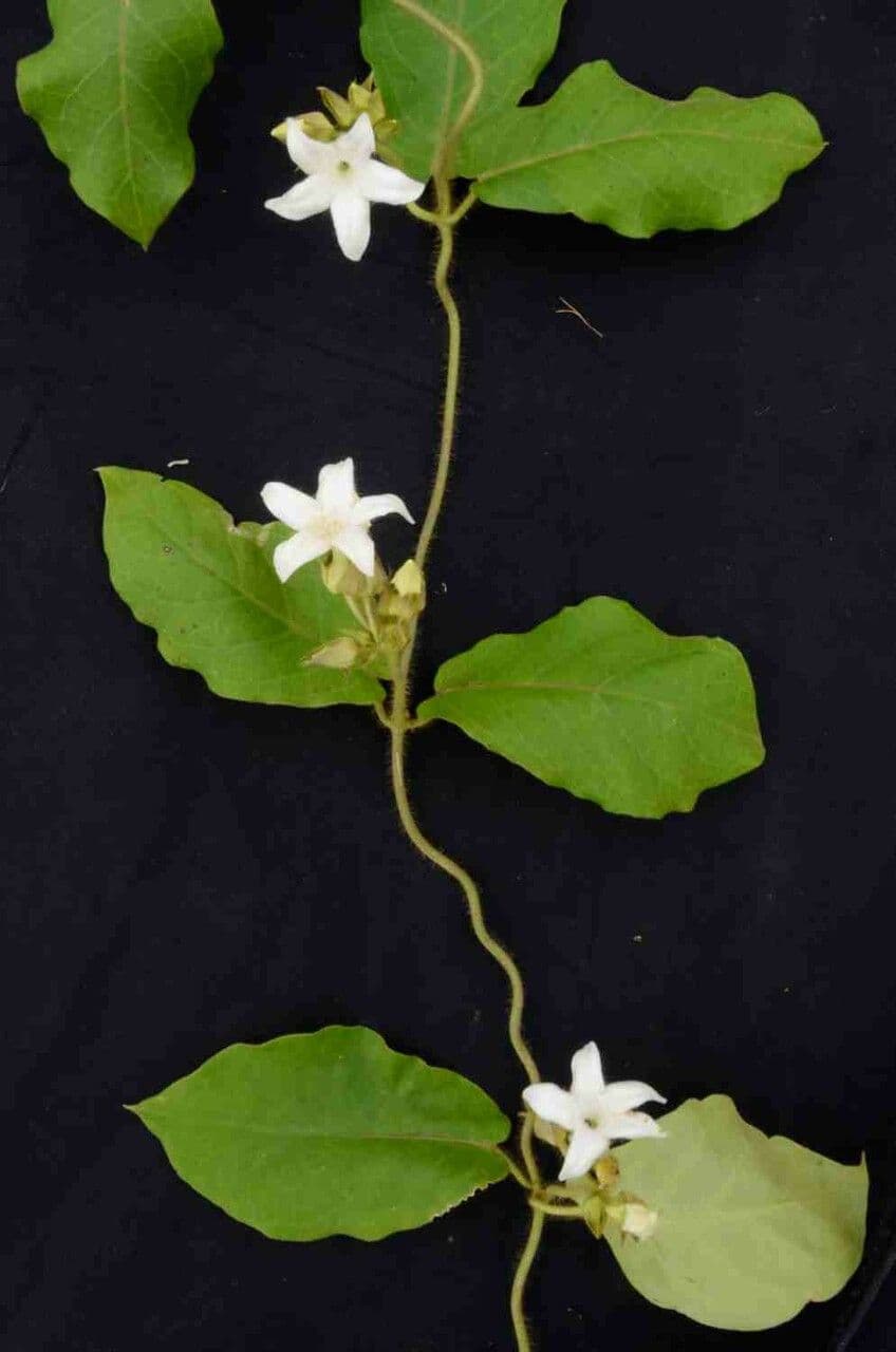 Macroscepis 9