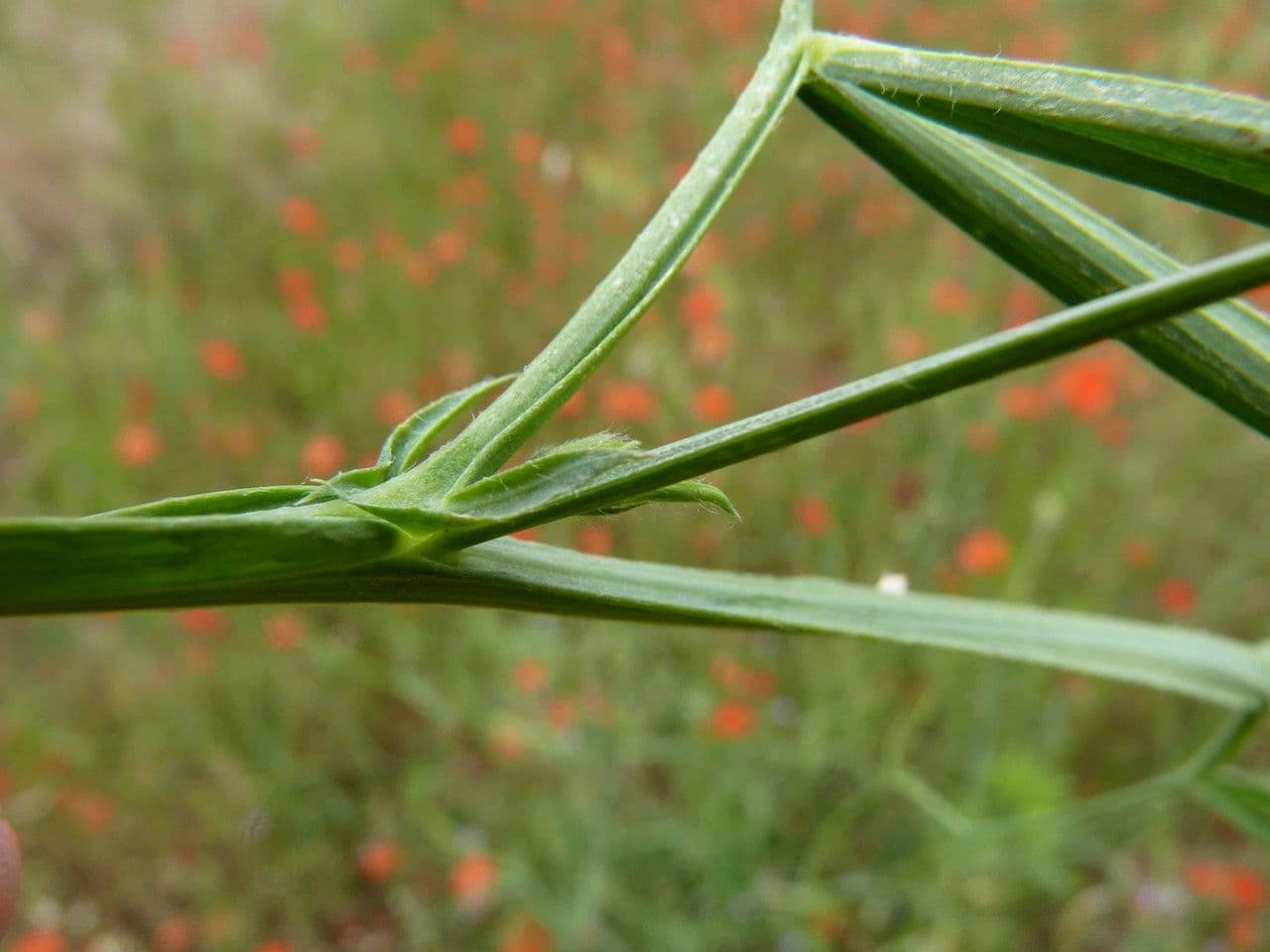 Cicerchia pelosa 27