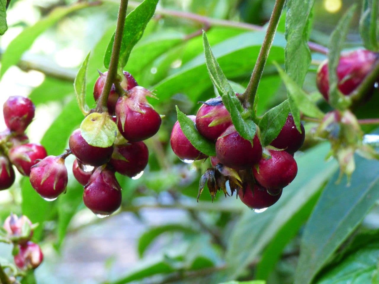 Cestrum elegante 2
