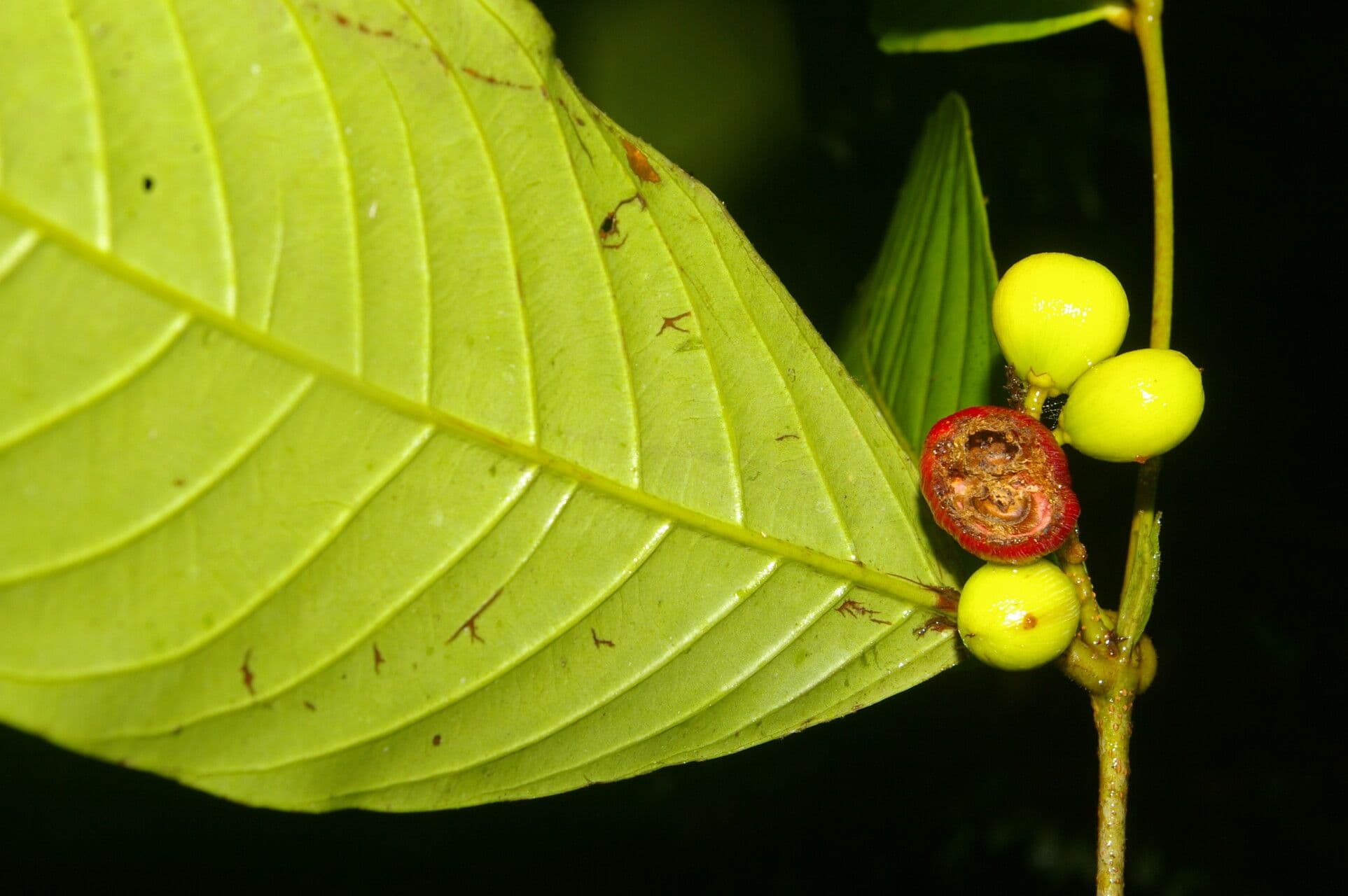 Quiina macrophylla 3