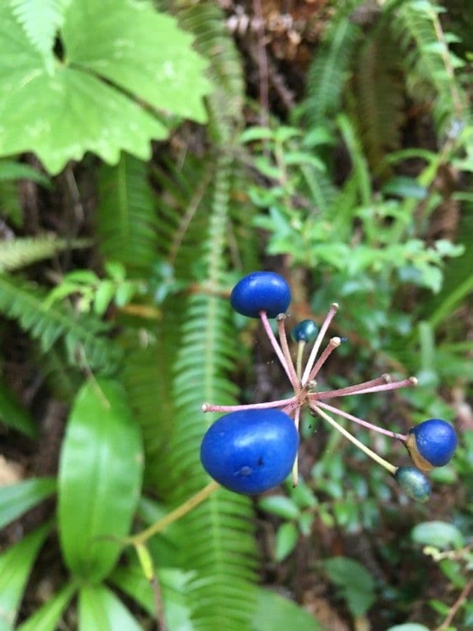 Klintonia 4