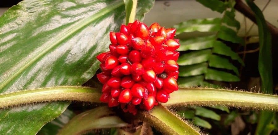 Palisota 3