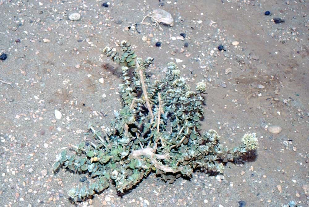 Polycarpaea 6