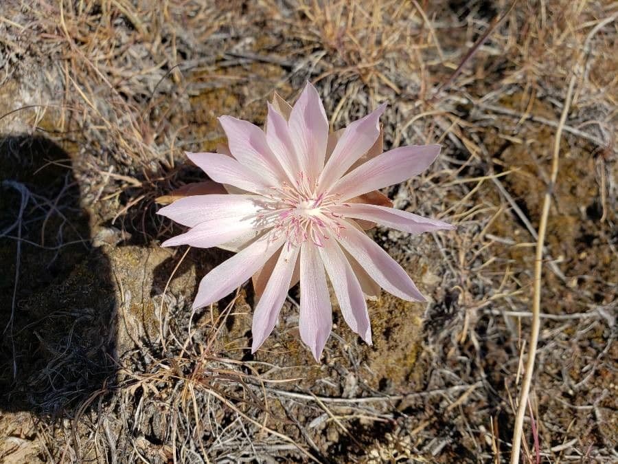 Lewisia 5