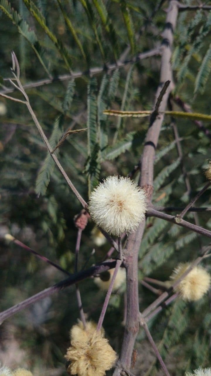 Senegalia berlandieri 3